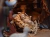jesus-child-3007032_1920